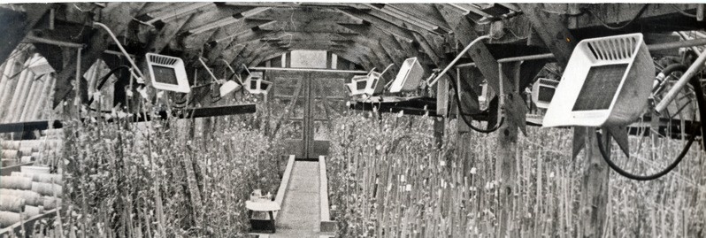 Foto.  Taimekasvatus gaasi lampidega 1960ndatel.