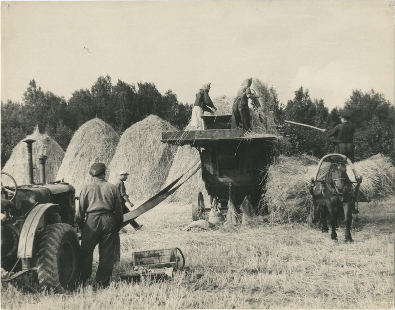 Foto, 1960-70-ndad. Heina tõstmine rõukudest hobuvankrile.
