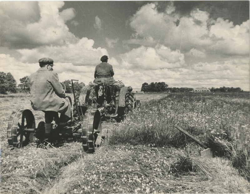 Foto, 1970-ndad. Ristiku koristamine põllul.