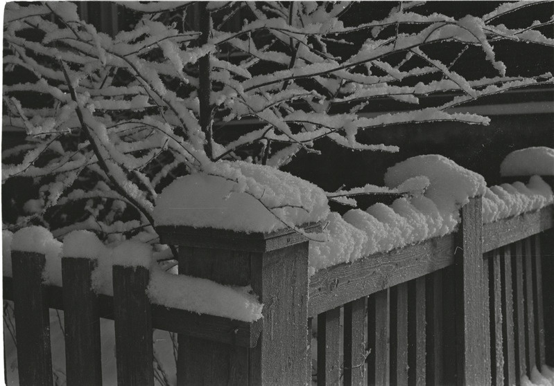 Rakvere, Koidula tänav