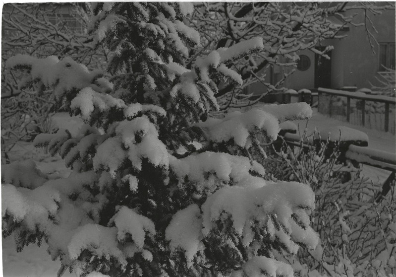 Rakvere, Koidula tänav