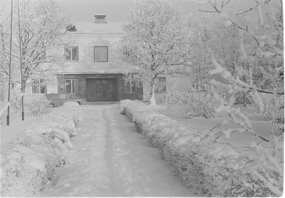 Pajusti  similar photo