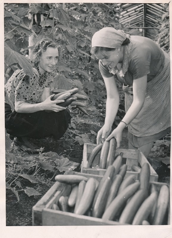 Kohtla-Järve sovhoosi köögiviljakasvatajad