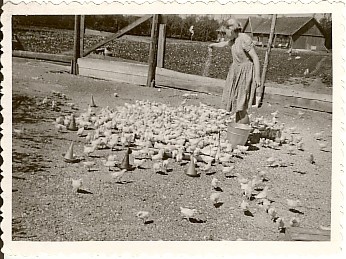 foto, Viisu sovhoosi kanalas 1960.a.