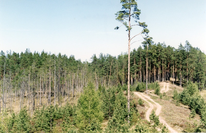 Rüütli raba vaated keavd 2001