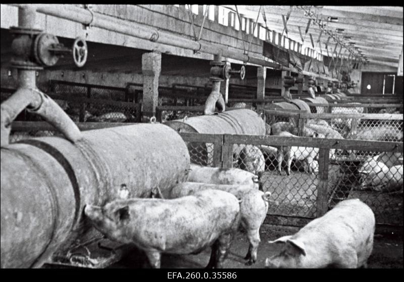 Rakvere rajooni Hulja sovhoosi uue sigala sisevaade.