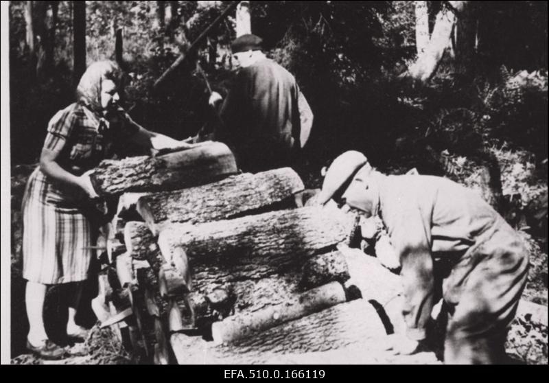 Tallinna Ringhäälingu töötajad metsatööl Laiksaare vallas. Puuriita laovad vasakult 1. Linda Sillart ja 2. Aleksander Sillart.