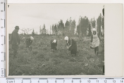 Kuuskede istutamine küngastele Huuksi metskonnas, Peetri khk  duplicate photo