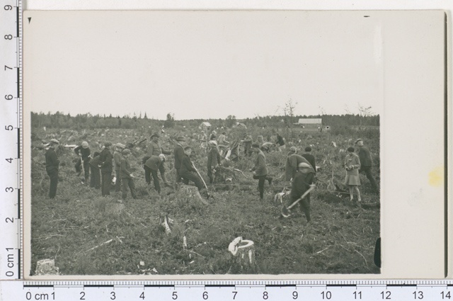 Kooliõpilased metsaistutamise nädala puhul noori istikuid istutamas Huuksi metskonnas, Peetri khk