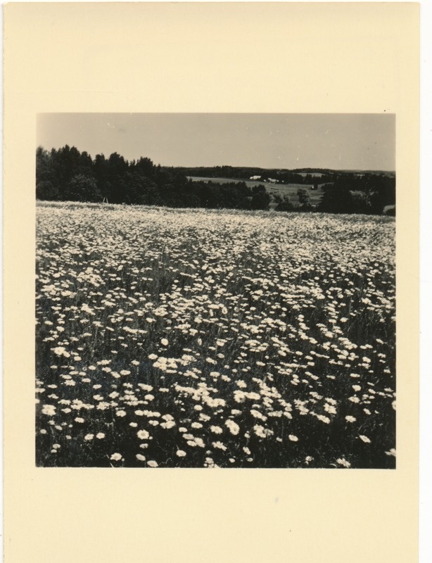 Otepää maastik