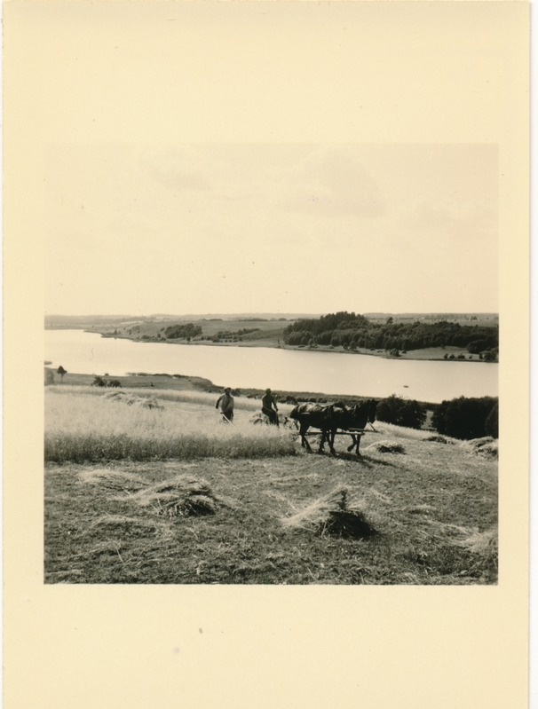 Viljandi, rukkilõikus