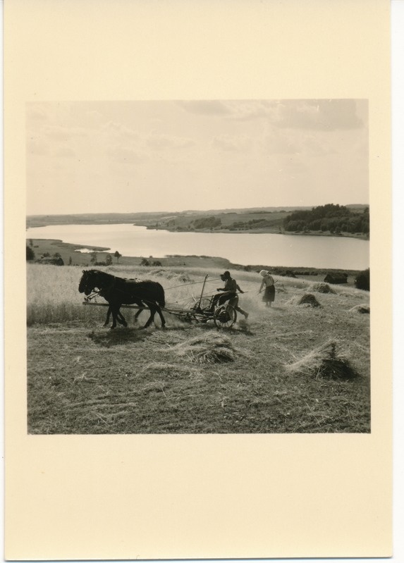 Viljandi, rukkilõikus