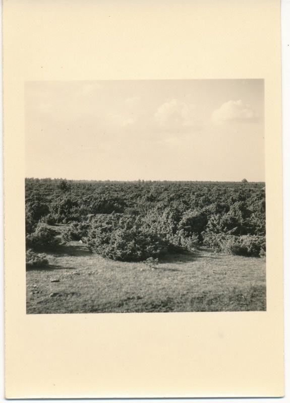 Saaremaa, kadakanõmm Kuressaare - Kaarma tee ääres