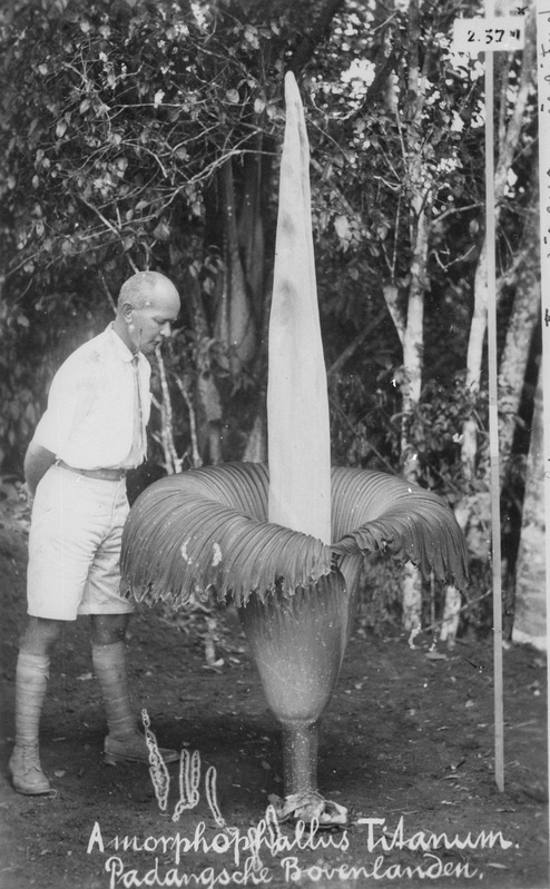 Hiidlill "Amorphophallus Titanum Padangsche Bovenlanden"