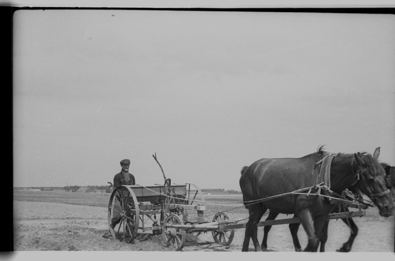 Vilja külvamine hobukülvikuga