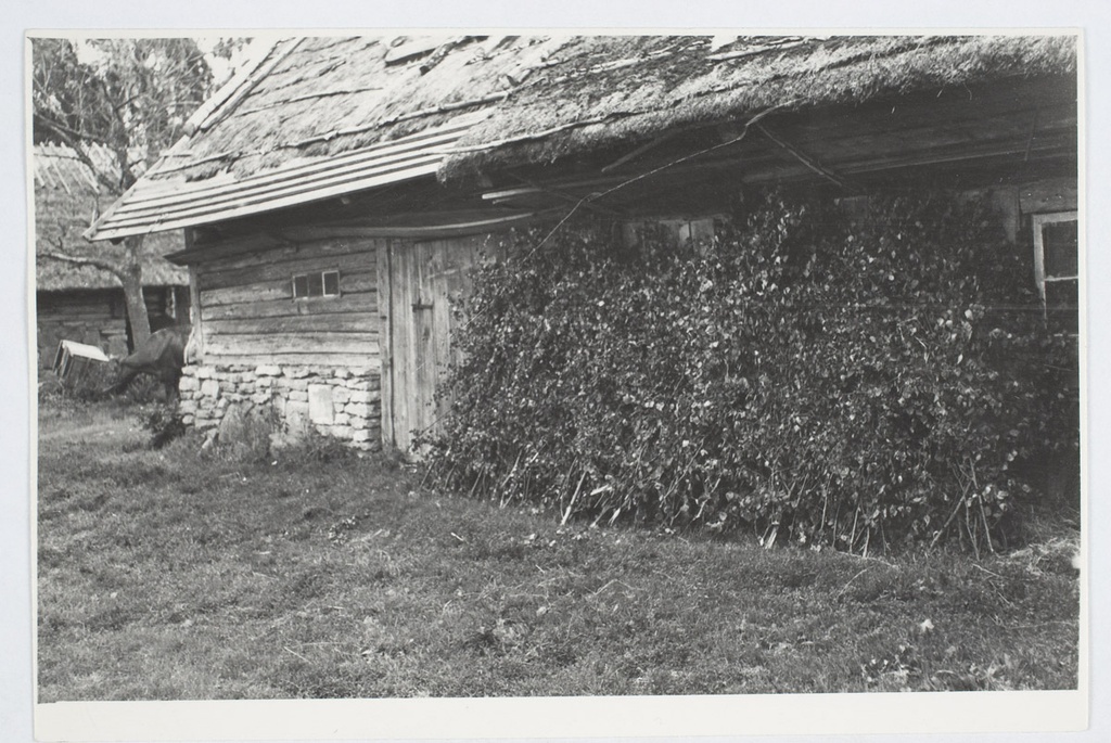 Lambavihad kuivamas rehielamu räästa all. Pühalepa khk, Suuremõisa v, Sarve k, Allikivi t