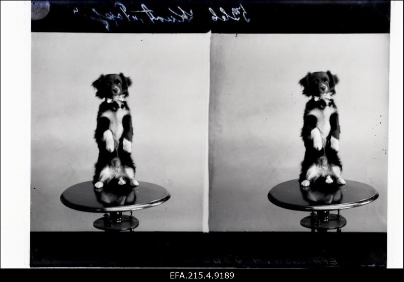 Lauakesel sitsiv väike koer, (foto tellija Kurt).