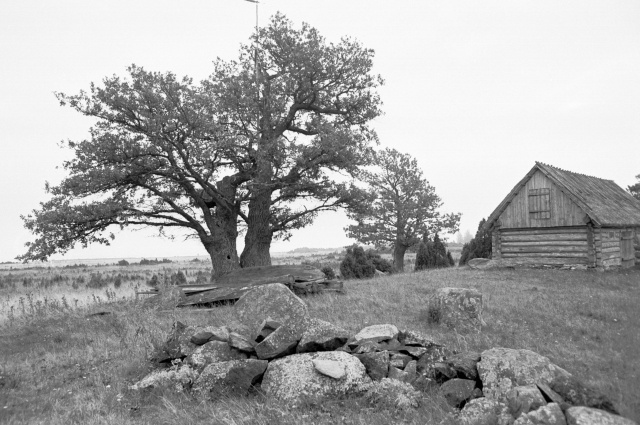 Hiiumaa maastik võrgukuuriga.