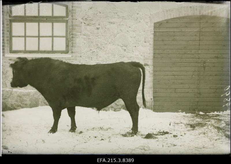 Vana-Võidu Põllutöökooli tõupull.