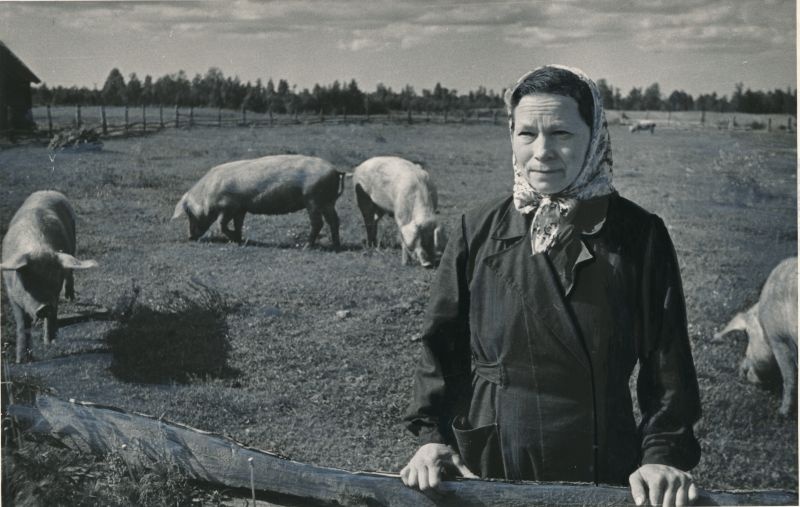 Foto. Hiiumaa raj. kolhoosi "Komnoor" seatalitaja H. Mägis. 1955. Foto V. Gorbunov.