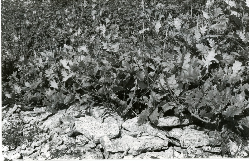 Tammed Soeginina pangal