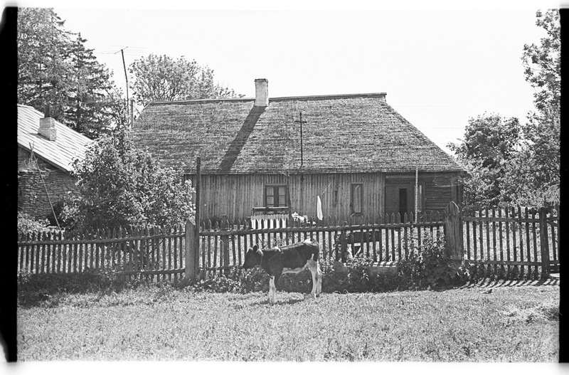 Elamu, piirdeaed ja vasikas, Võhma (Lahemaa), Kangusti Suurtalu/Suur-Kanguste talu