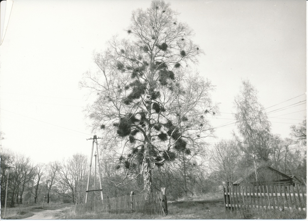 Tuulepesapuu - Ruhnu