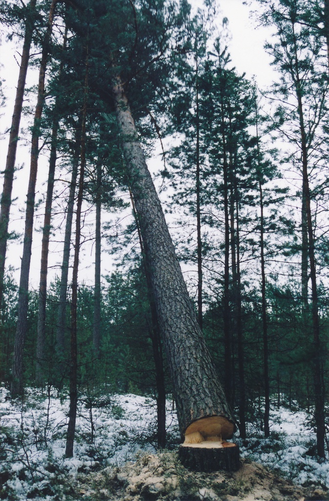 Jaala kiilupuu langeb Enbys. 27. II. 2002.