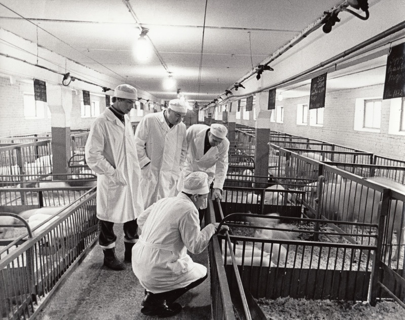 (Vasakult) Pälsoni nimelise sovhoosi peaveterinaararst Paul Leissoo, direktor Valter Lehtla, seakasvatuse peazootehnik Kalju Sammel