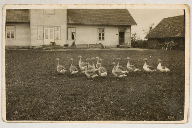 Longi talu, haned taluõuel