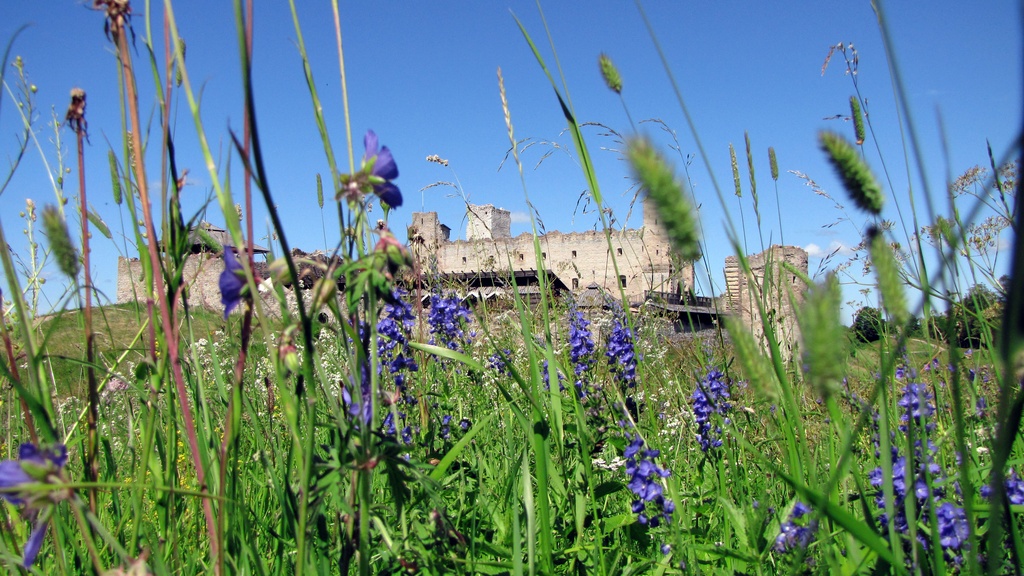 15740 Rakvere linnuse varemed 4 - Rakvere linnuse varemed