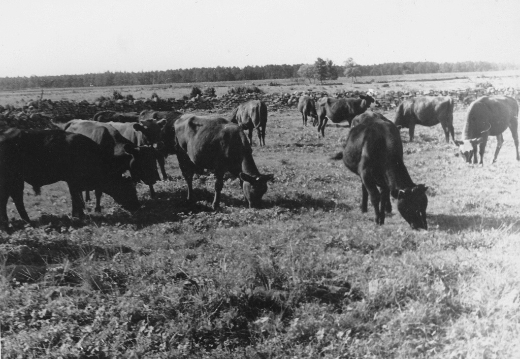 Foto.  Kari söömas 1960.a.