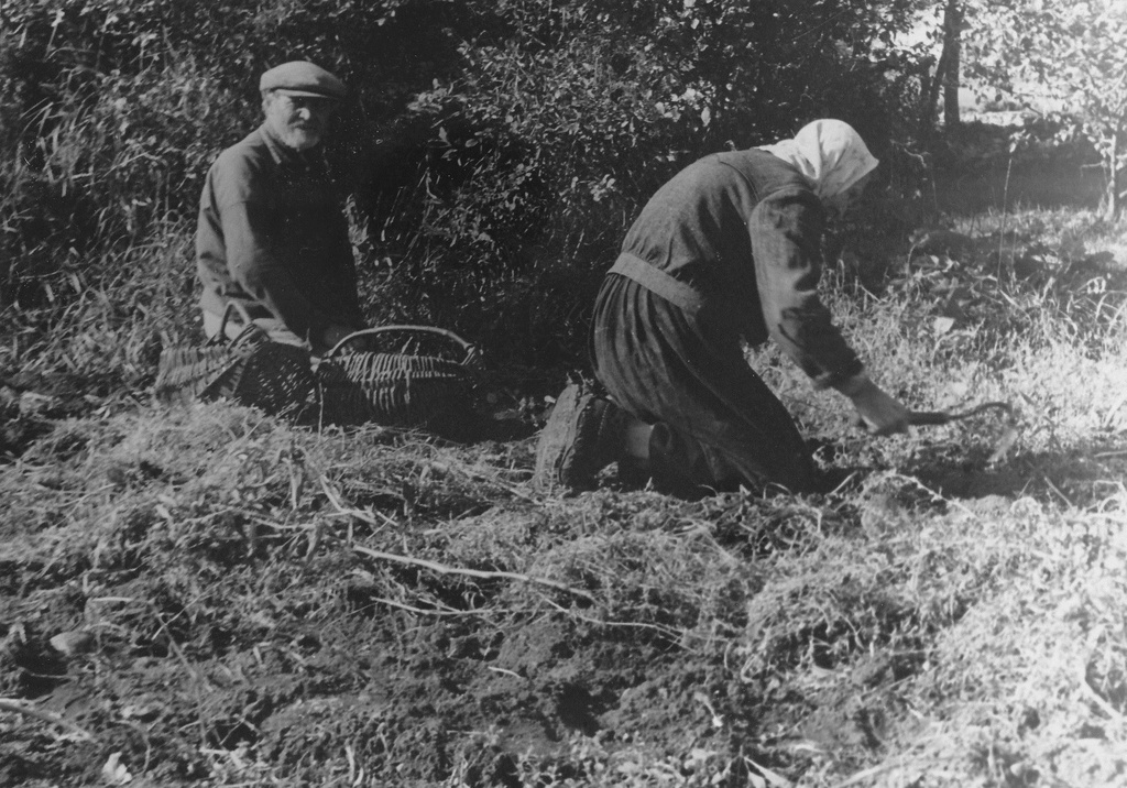 Foto.  Käsitsi kartulivõtmine Saaremaal 1960.a.