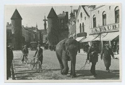 Tallinn, elevant Viru tänaval.  duplicate photo