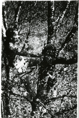 Rudolf Kriisa puu otsas  duplicate photo