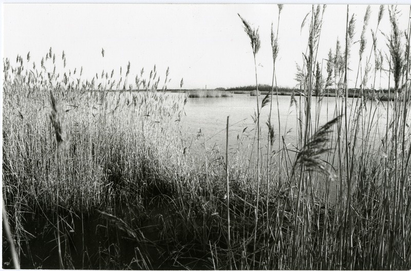 Ujuvad roostikusaared Linnulahel