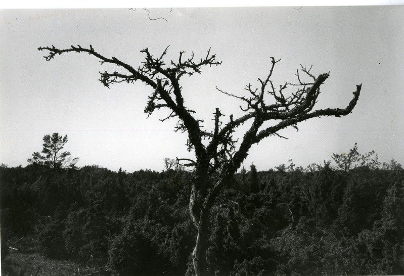 Kuivanud türnpuu Kõinastul