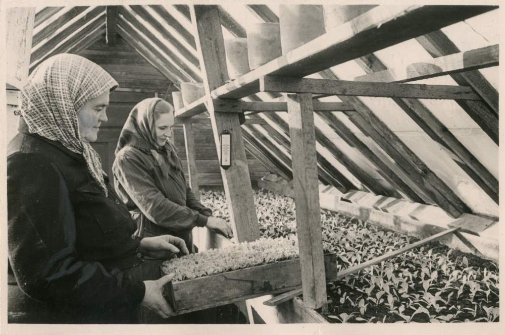 Foto. Pärnu piirkonna "Tasuja" kolhoosi aiand.