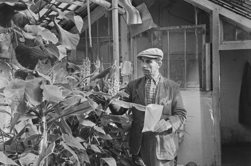 Tartu ülikooli botaanikaaia taimed, puud, põõsad 1955. a.
