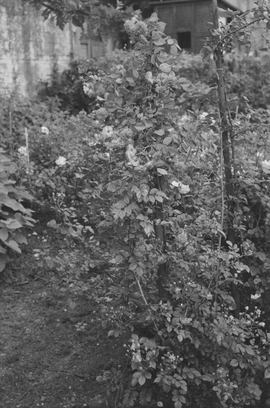Tartu ülikooli botaanikaaia taimed. Puud, kaktused, roosid. 1953.-1956. a.