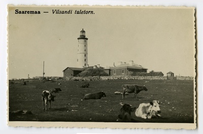 Vilsandi tuletorn Saaremaal. Esiplaanil lehmad karjamaal.  duplicate photo