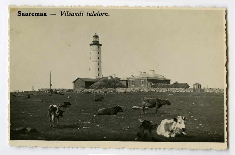 Vilsandi tuletorn Saaremaal. Esiplaanil lehmad karjamaal.