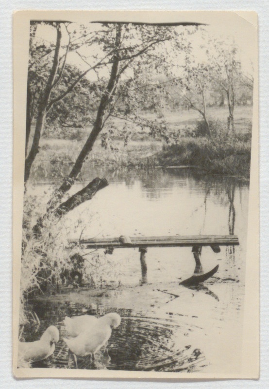 Sillake üle Amme jõe Palamuse muuseumi juures