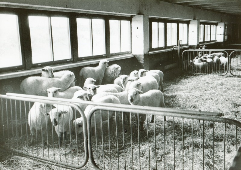 Lokuta kolhoosi lambalaut