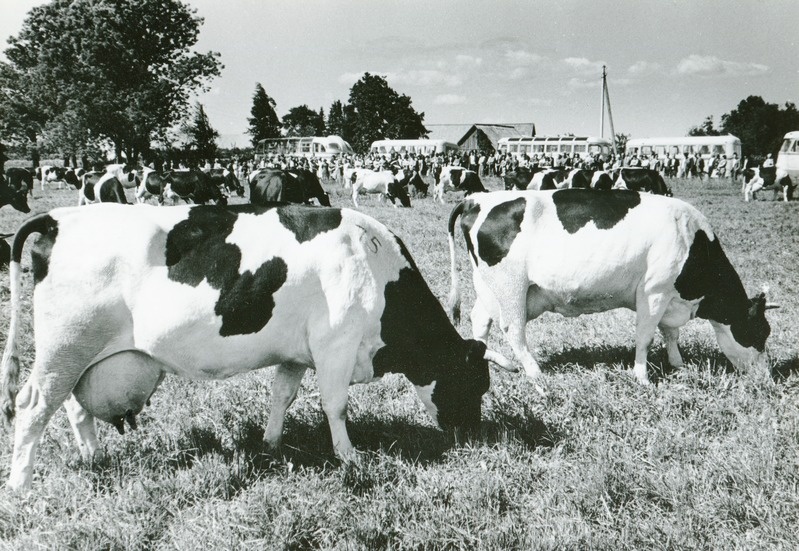 "Tasuja" kolhoosi kari