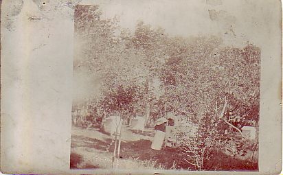 Mesilaste tarud Pala-Allikul