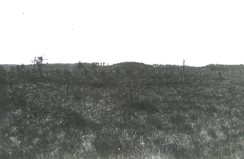 Maetsma raba Avinurmes