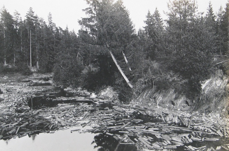 Puude parvetamine Avinurme jõel