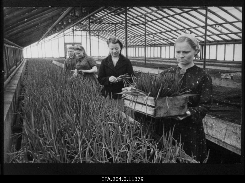 Kohtla-Järve sovhoosi kasvuhoone.