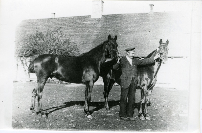 Triigi mõisa hobused